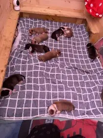  Americký stafordširský teriér s PP