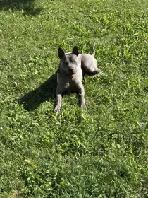 Thajský ridgeback k adopci