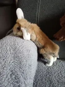 Zakrslý králík beránek hnědý - holka