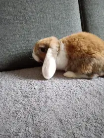 Zakrslý králík beránek hnědý s bílým - kluk