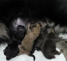 Štěňata pomeraniana s PP FCI