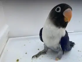 Agapornis škraboškový - hendikep - na ochočení