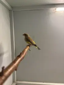 Prodám zvonek zelený