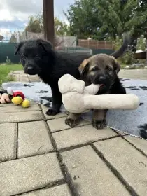 Štěňata Německý ovčák s PP