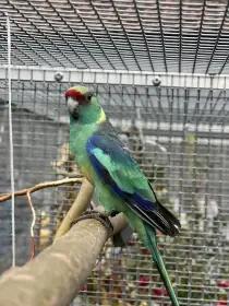 Bernard červenočelý štěp. na modré