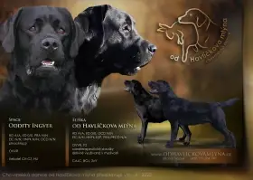 Štěňátka labradora s PP