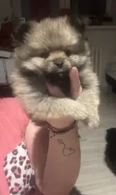 Pomeranian