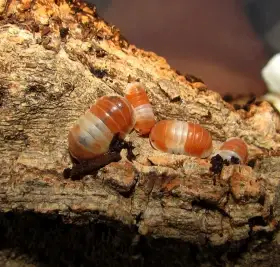 Isopody - do terárií i hobby,boxy,krmivo