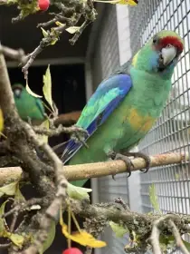 Bernard červenočelý štěp. na modré