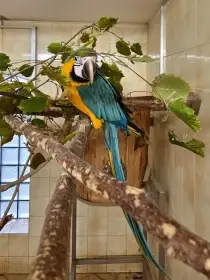 Ara Ararauna – samica 2025