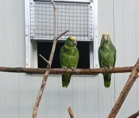 Amazoňan velký  - oratrix