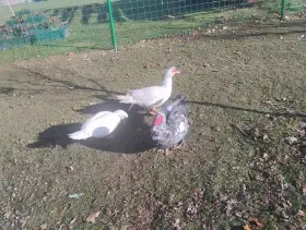 Chovný kmen kachen pižmových