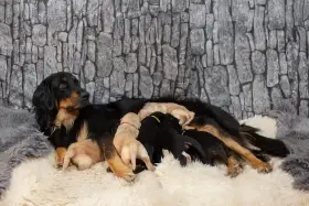 Nabídka štěňátek Hovawarta s PP