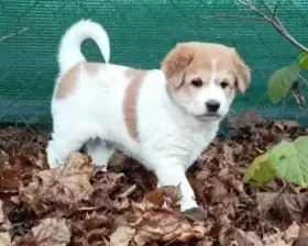 Kanaánský pes štěně s PP - Canaan Dog