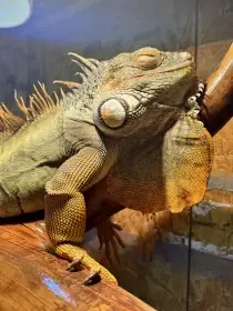 Nabízím k adopci leguána zeleného.