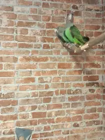 Papoušek šedohlavý