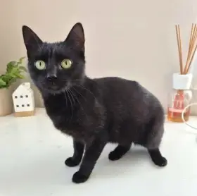 Kočička Astrid hledá nový domov