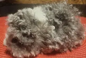 Prodám dlouhosrstá morčata lunkarya