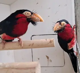 Vousák senegalský -Lybius dubius