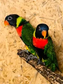 Lori sumbawský - Trichoglossus forsteni