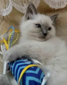 Ragdoll kotě, kocour bez PP