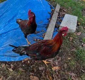 Kohout Vlašky koroptví