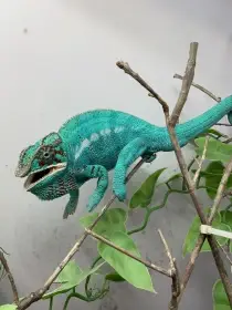 Chameleon oblast - Nosy be - f1 / f2