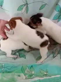 Jack Russell teriéra