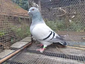 Prodám poštovní holuby Standard