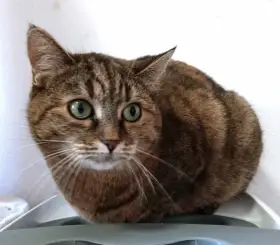 Kočička Filipa hledá nový domov