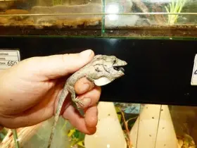 Vousatý anolis (Chameleon barbatus) na Living Exotics