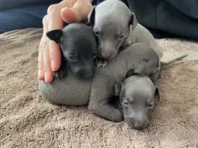 Italský chrtík štěňátka - fenečky s PP