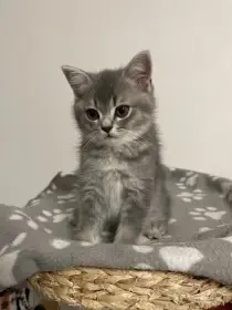 Koťátko bez PP (kocourek tmavý)