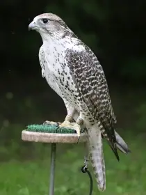 Raroh velký x raroh lovecký