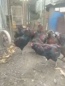 Kohouty Araukany divoce zbarvené