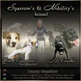 Americký pitbulterier