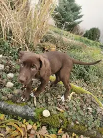 Štěňátko rhodéského ridgebacka a border kolie k prodeji 