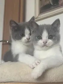 Britský kocourek s PP - již k odběru