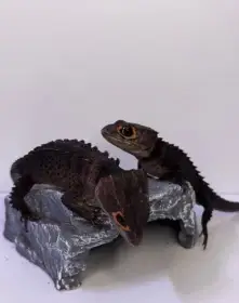 Samec a samice krokodýlích scinků červenookých