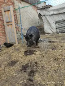 Kdo by se ujal křížené mangalice