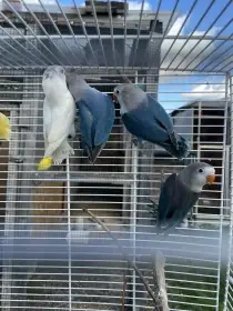 Letošní Andulky ,Korely,Agapornis