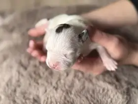 Americký stafordšírský teriér - štěňátka s PP