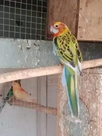 Prodám mutačni roselu