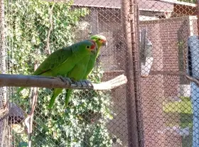 Amazoňan žlutolící, letošní sameček,