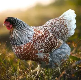 Slepičky Wyandotky zdrobnělé na vajíčka i na okrasu