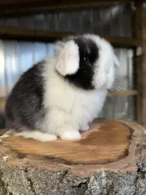 Minilop zakrslý beránek