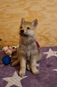 Československý vlčák - štěňata "z Tajemné zahrady"