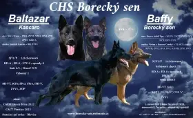 Nabízíme štěňátka NO s PP