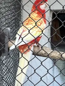 Rozela penent lutino