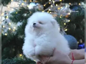 Mini pomeranian pork boo štěňátka k dispozici zdarma.
